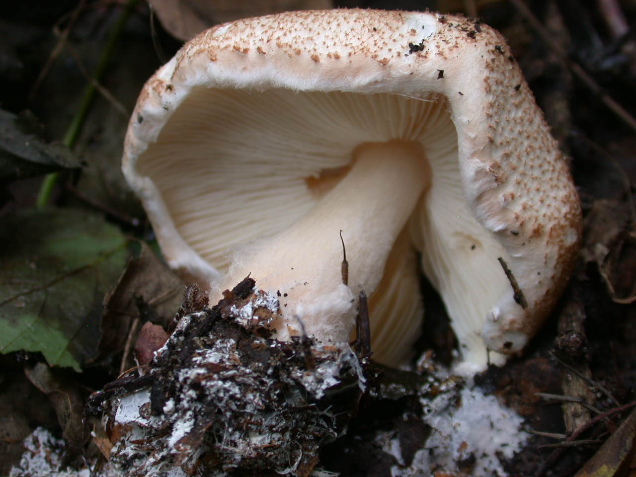 Lepiota cortinarius